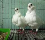 white Owel pair sale