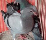 সবজী রেসার বেবী পেয়াà¦