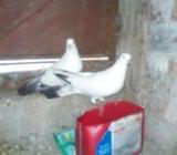 কবুতরের নাম কালদà¦