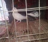 এক জোড়া কাগজà¦