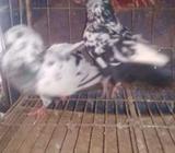 কাল ফিà¦