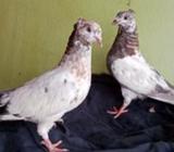 লাল গলà¦