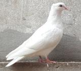 এক পিস কাগজী মাদà¦