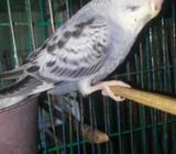 বাচ্চা Pigeon