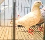 ঘিয়া চুল্লি মাদি অ্যাডাল্à¦