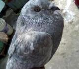 কবুতর বিক্রি করা হবà§