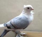 kobitor