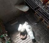 কবুতরের বাচ্চা বিক্রি করাহবেà¥