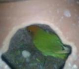 Lovebird