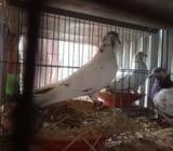 ২ জোরা গিরিবাজ কবুতোরà¥