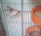 3 Finch