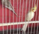 Mastar pair Bikroy hobe