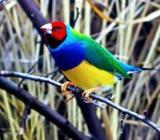 গোল্ডেন প্রিন্à¦