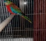রেড় অফলাইন টার্কোজিà¦