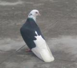 Gorra pigeon