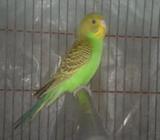 বাজ্রিকা male