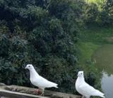 চুইনা সেল হবà§