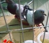 ফ্লাইং রেসার হুমা কবুতà¦
