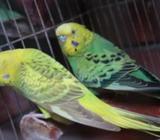 রানিং জোড়া এক জোরা ডিম দিছে আরেক জোরাও দিবà§