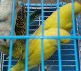 4 month ar male bajrigar