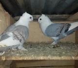 Pigeon