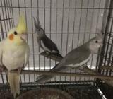 Cockatiels 3 Pice 8 Mas Boys
