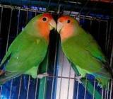 lovebird