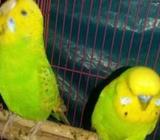 English big size briding pair