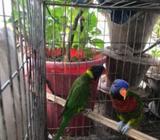 Rembow Lorikeet Adults Pair