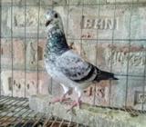 গ্রীজেল মাদি ৫ পà¦