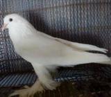 সাদা পোটার বà¦