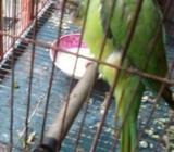 টিয়া পাখà¦