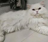 Persian Adult Male Cat