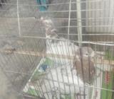 ১ জোর রানিং কবুতর আছেà¥