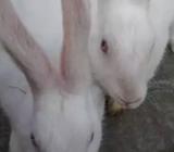 1 pair Adult Rabbit / ১ জোড়া খরগোà¦