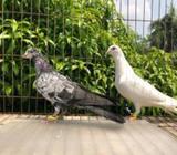 High Flyer Pigeons