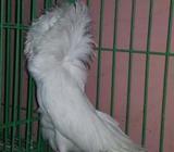 সাদা জেকোবিন কবুতà¦