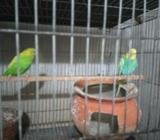 Budgerigar