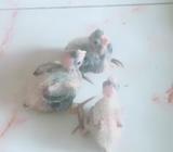 Grey Cockatiel Baby