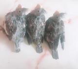 White Face Cockatiel Baby