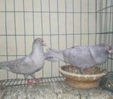 ক্যারিয়ার হোমার রানিং পেয়াà¦