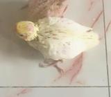 Lutino Cockatiel Baby