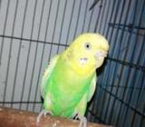 Budgerigar Sale