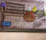 পাখির ও কবুতরে খাচà¦