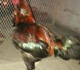 asil/fighter hen