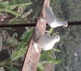 কবুতর বিক্রযà¦