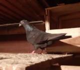 ২ পেয়ার ময়না ঝাà¦