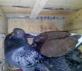 দেশি কবুতর খুব ভাà¦