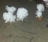 কবুতর বিক্রà§