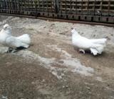 পাকিস্তানি পেশুয়ারি কবুতà¦